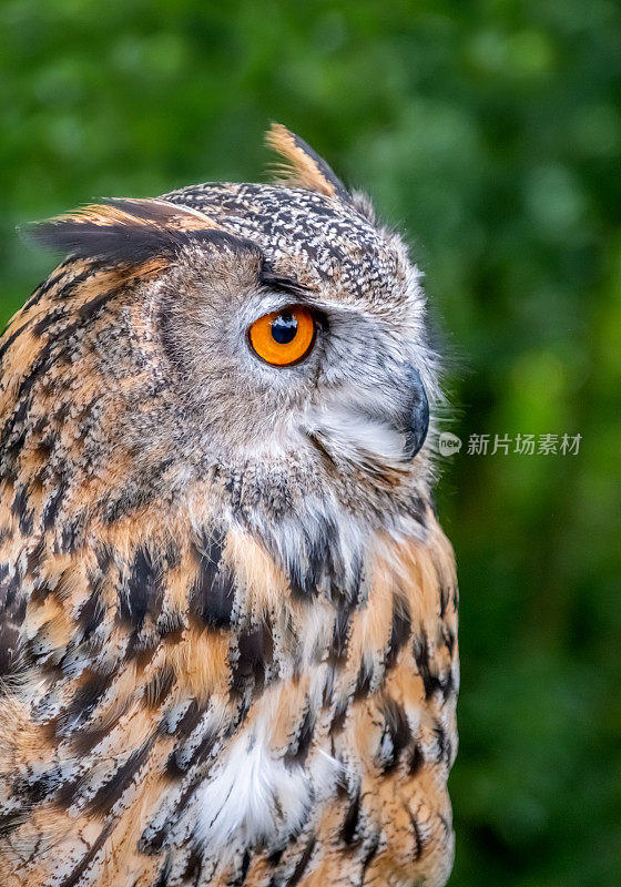 欧亚鹰鸮(Bubo Bubo)近照